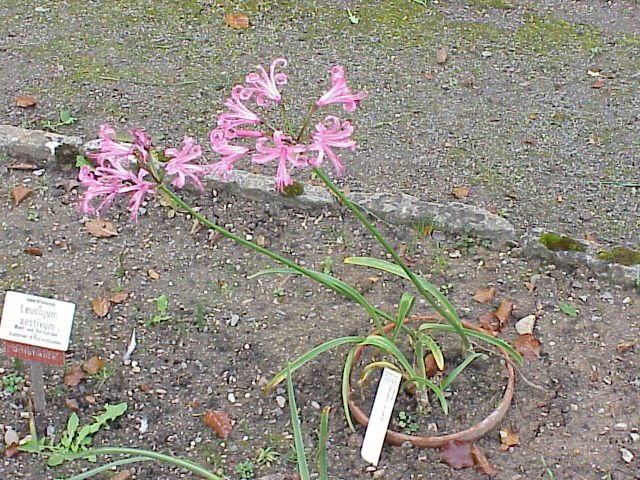 Нерине Боудени розовая - фото 10