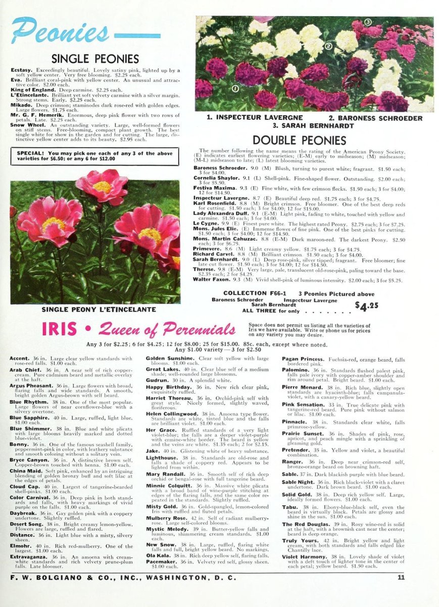 Пион Black Beauty - фото 2