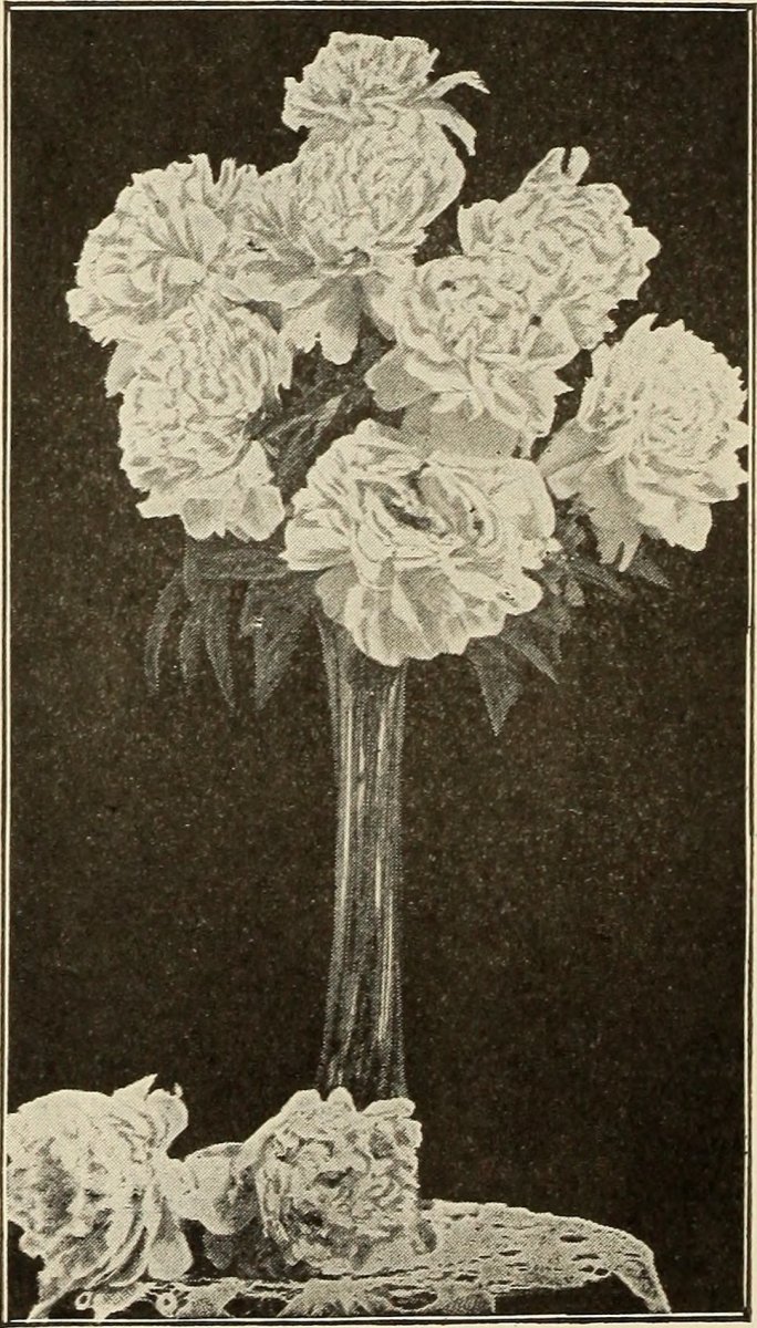 Пион Black Beauty