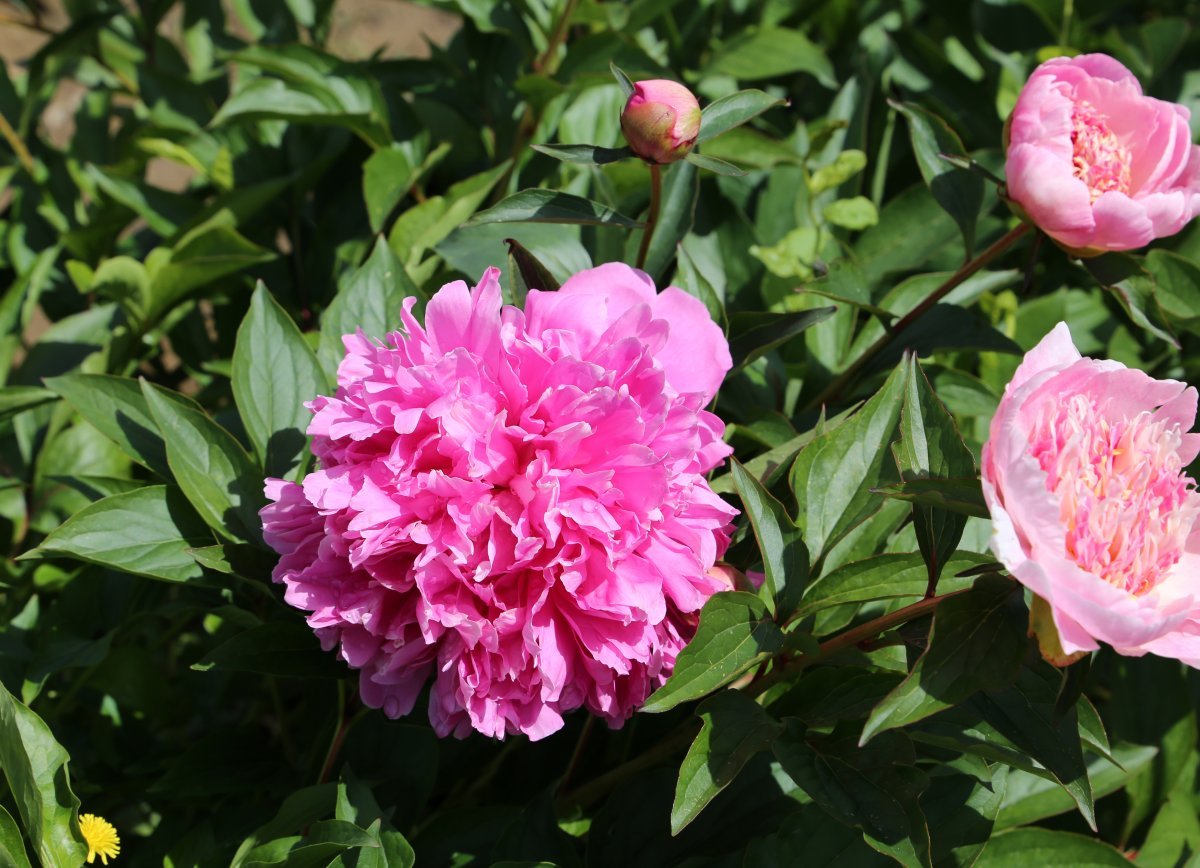 Пион Селебрити