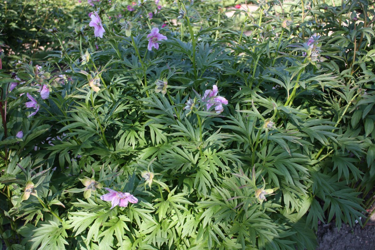 Пион Гардения - фото 4