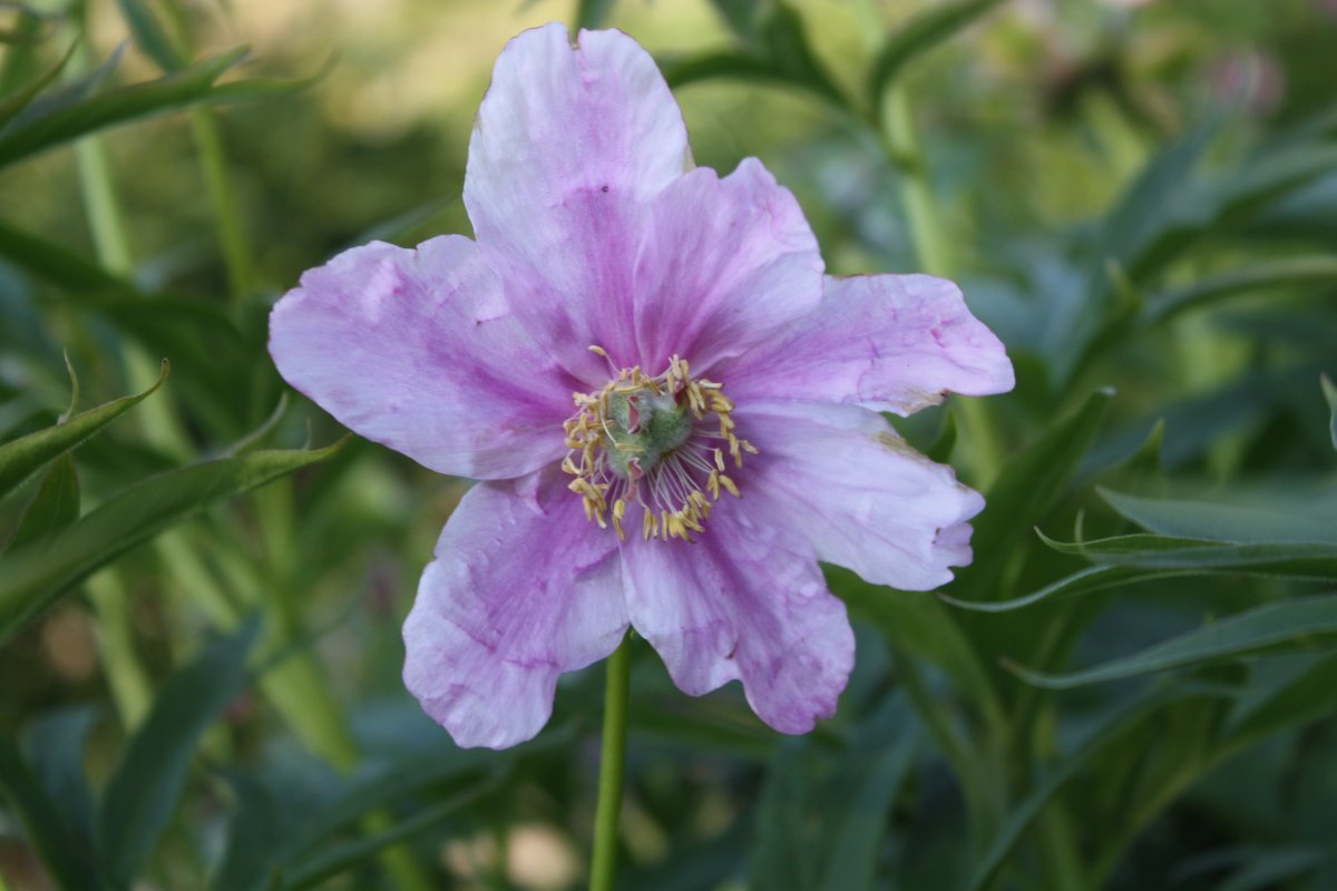 Пион Гардения - фото 3