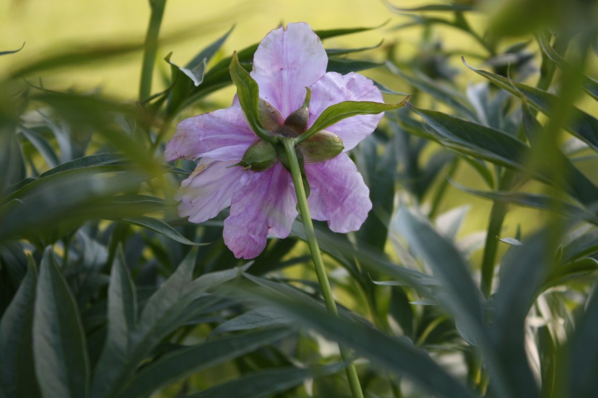 Пион Гардения - фото 2