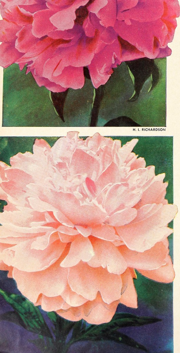 Пион Карл Розенфилд