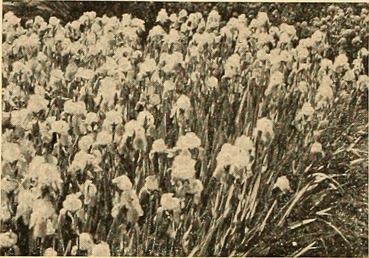 Пион Карл Розенфилд - фото 3