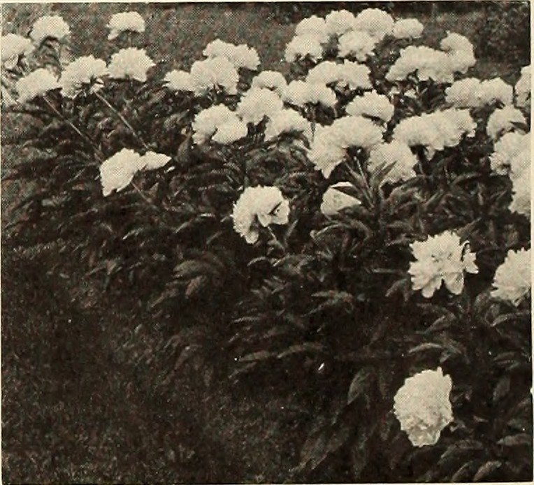 Пион Карл Розенфилд - фото 2