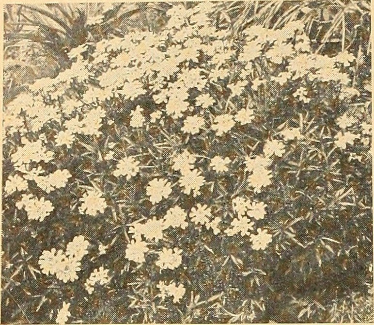 Пион Карл Розенфилд - фото 4