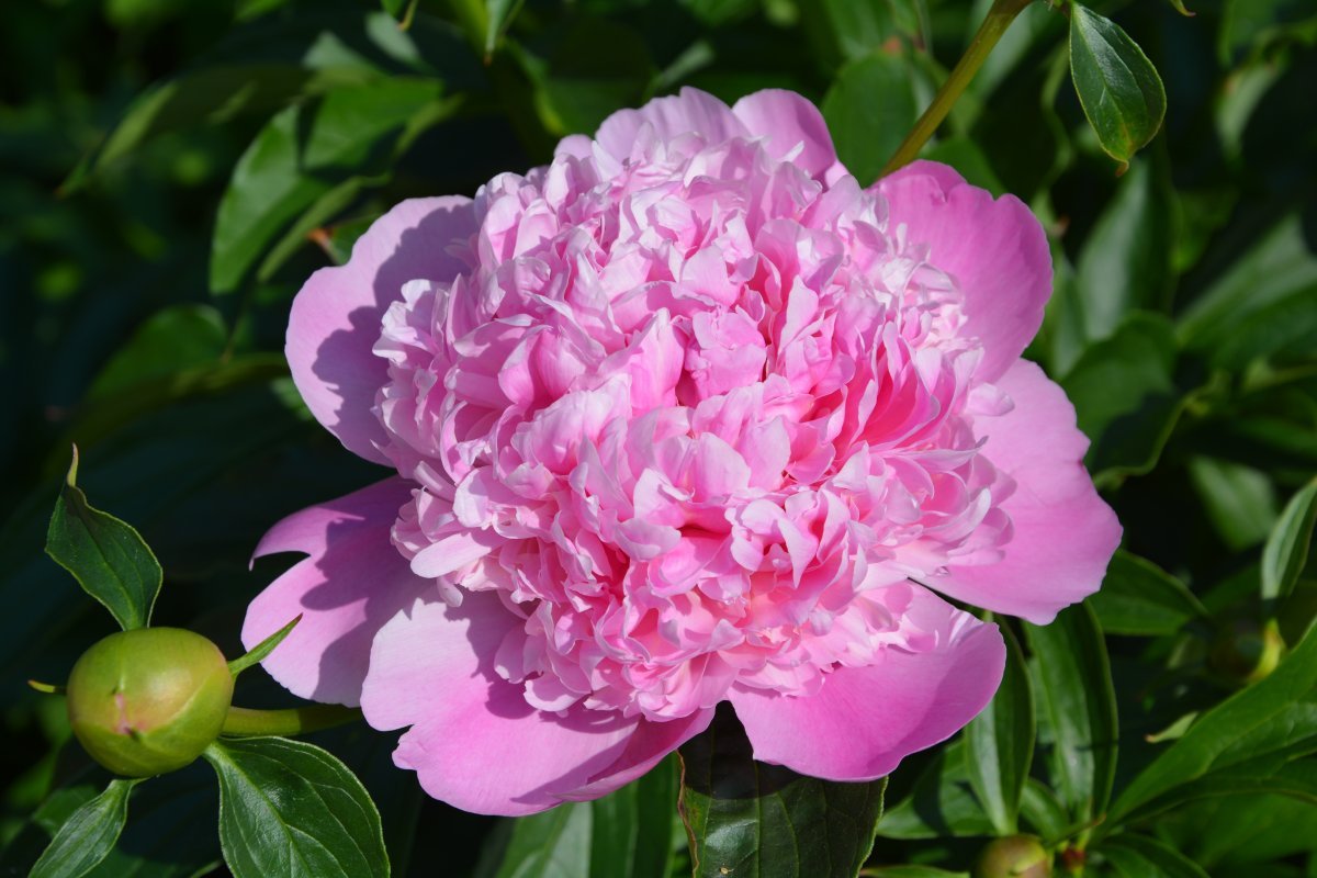 Пион Мсье Жуль Эли - фото 3