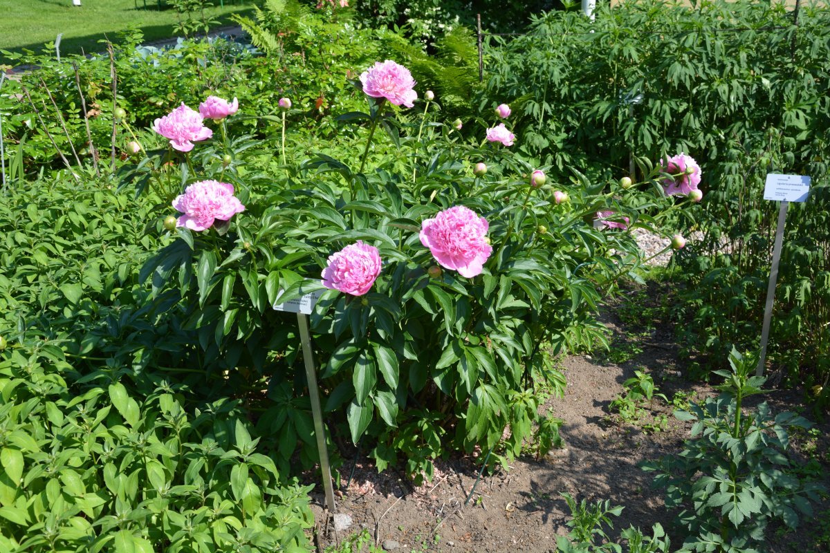 Пион Мсье Жуль Эли - фото 2