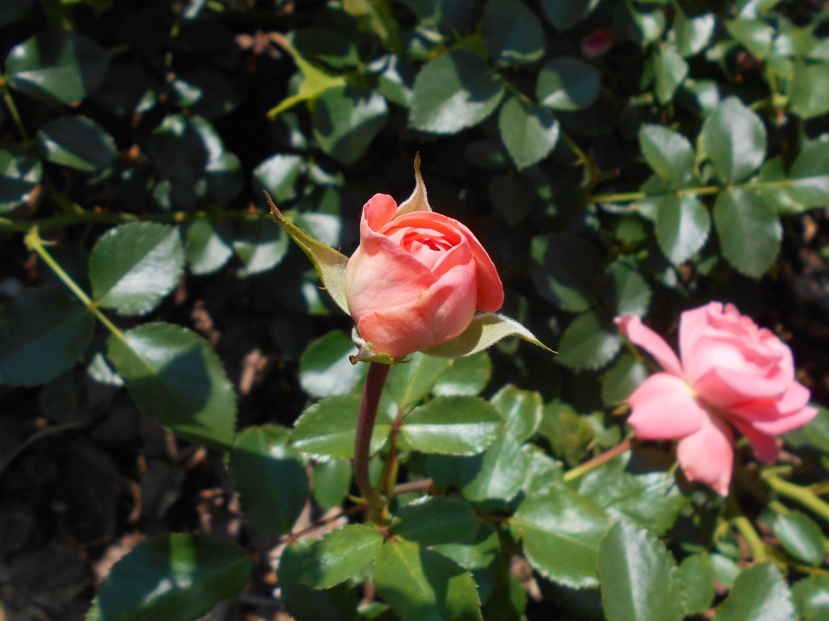 Роза флорибунда Кимоно - фото 8