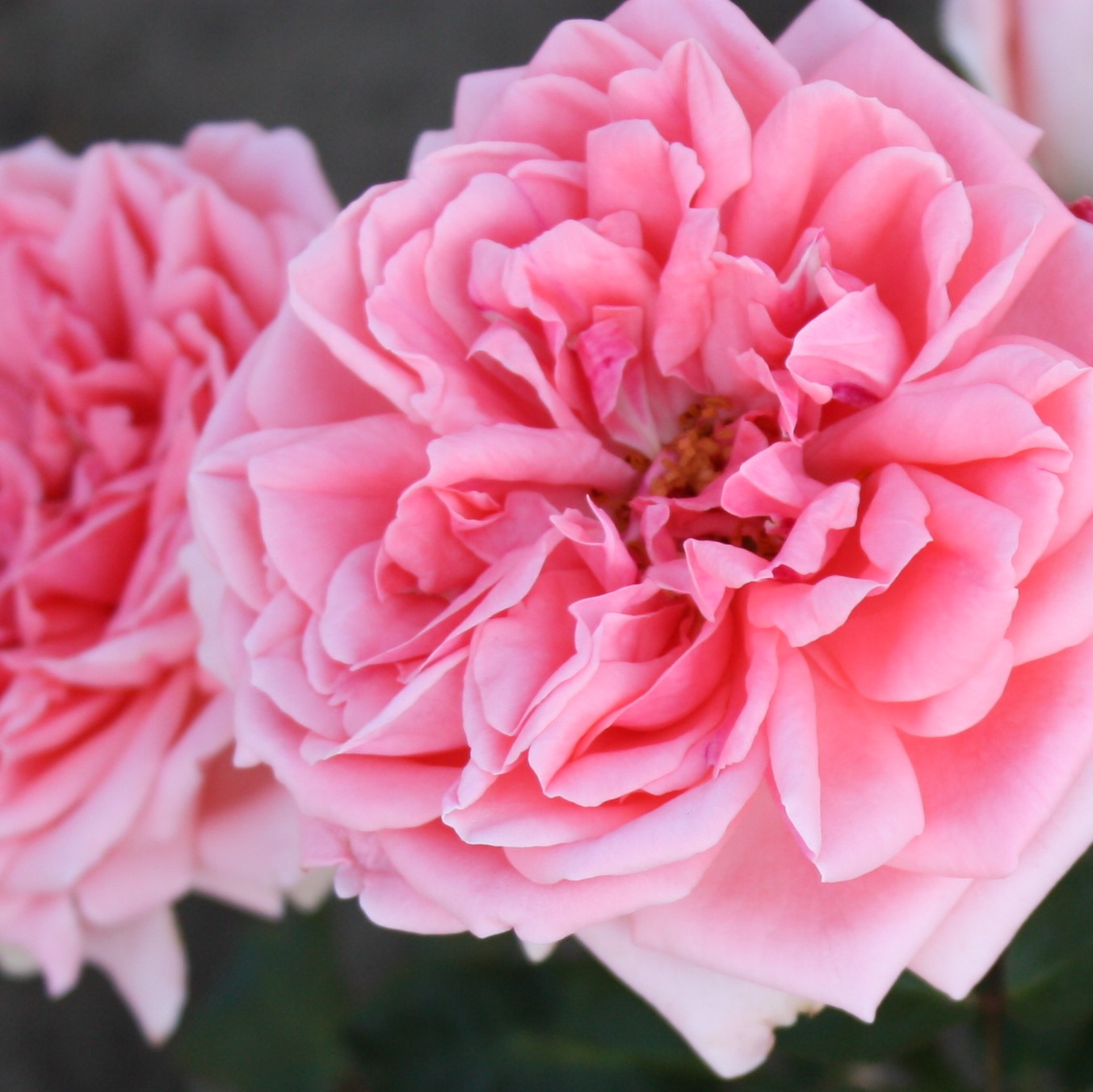 Роза флорибунда Кимоно