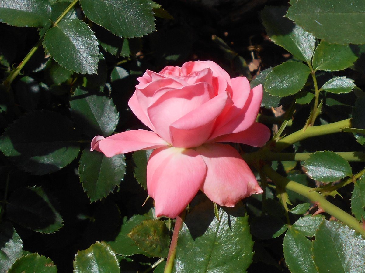 Роза флорибунда Кимоно - фото 9