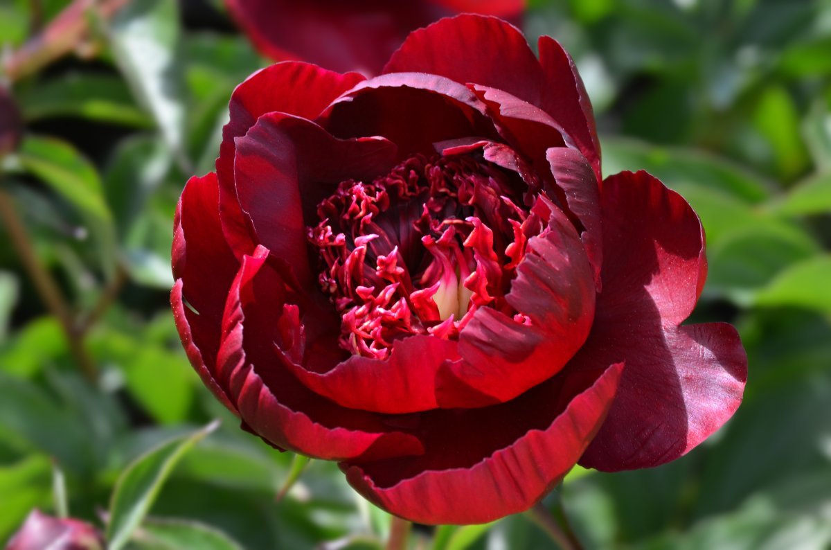 Пион травянистый - фото 6