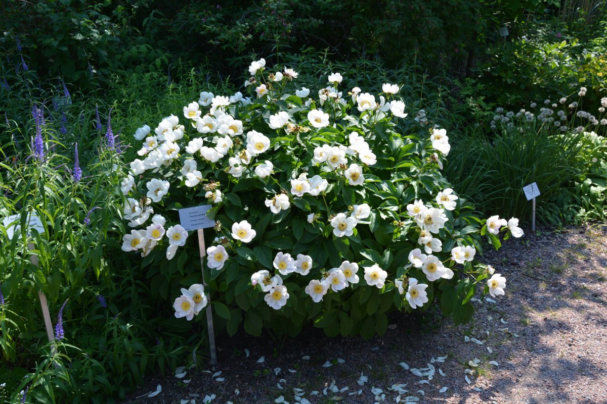 Пион травянистый - фото 11