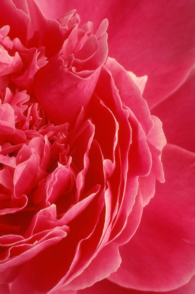 Пион травянистый - фото 10