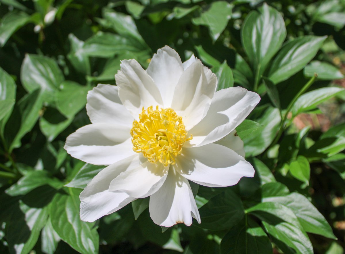 Пион травянистый