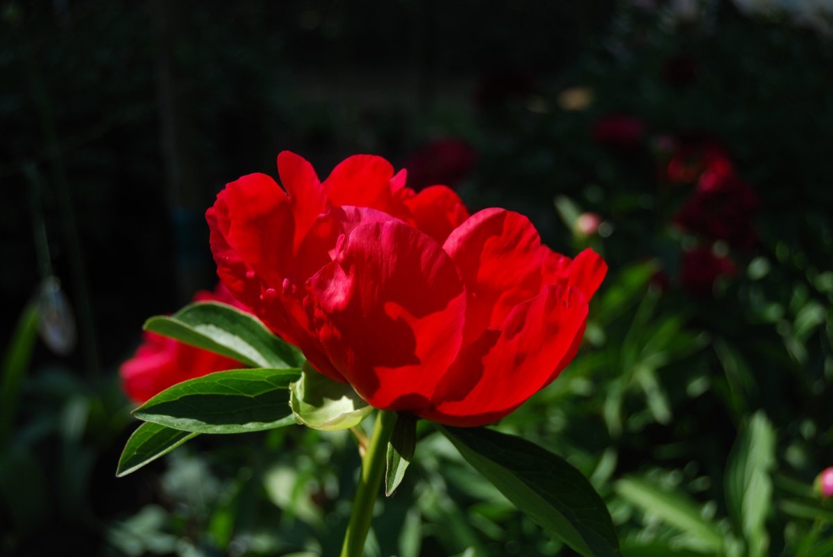 Пион травянистый - фото 9