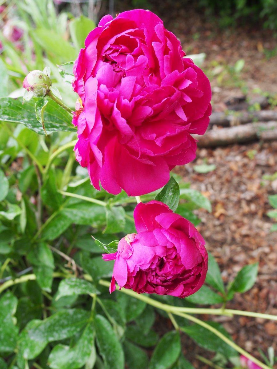 Пион Пол м Уайлд - фото 3