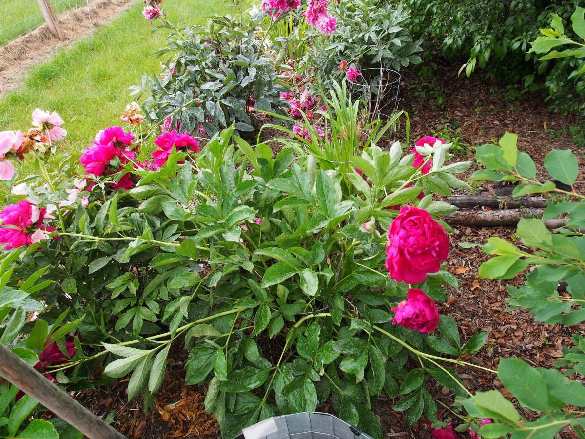 Пион Пол м Уайлд - фото 4