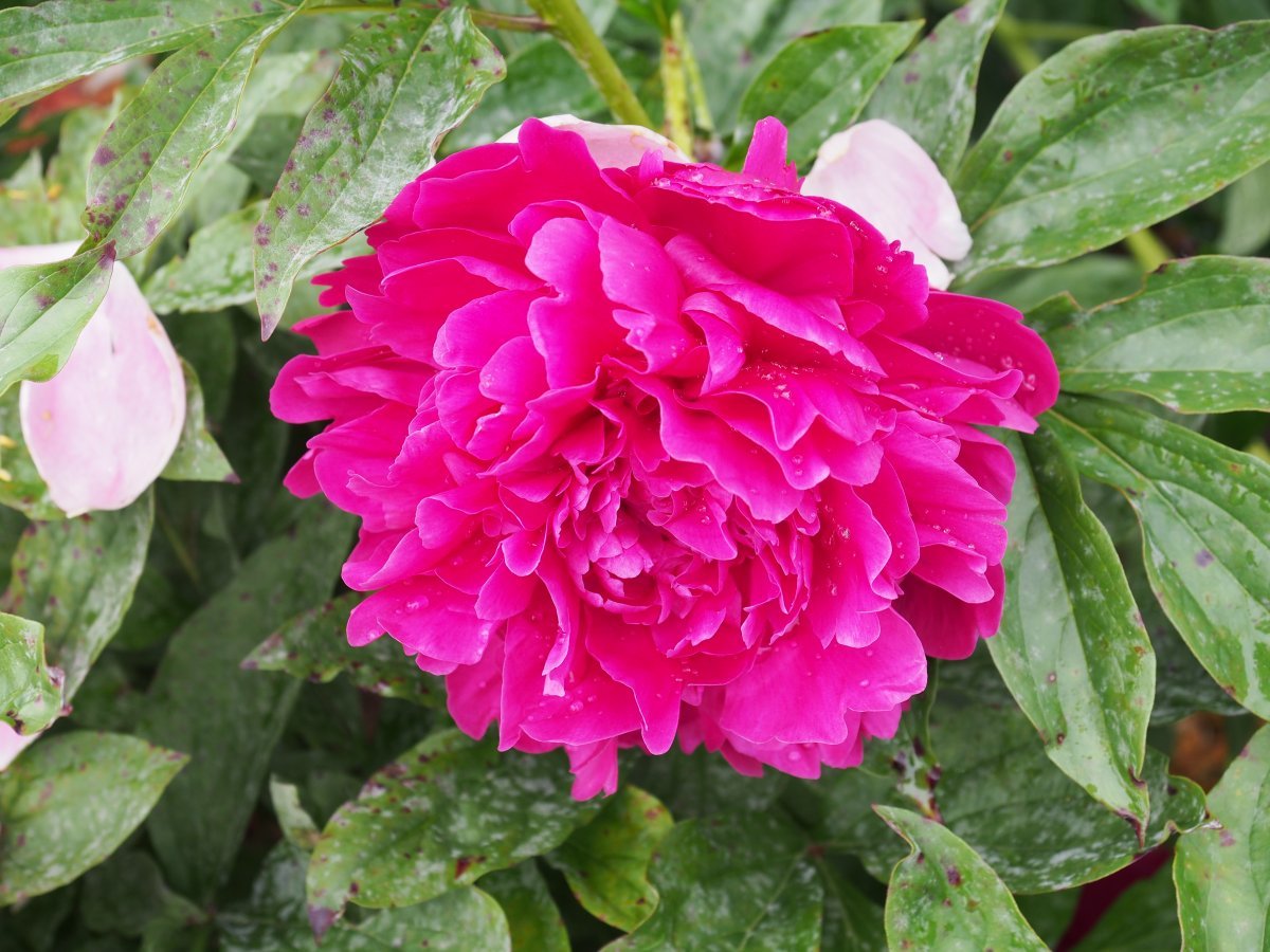 Пион Пол м Уайлд - фото 5