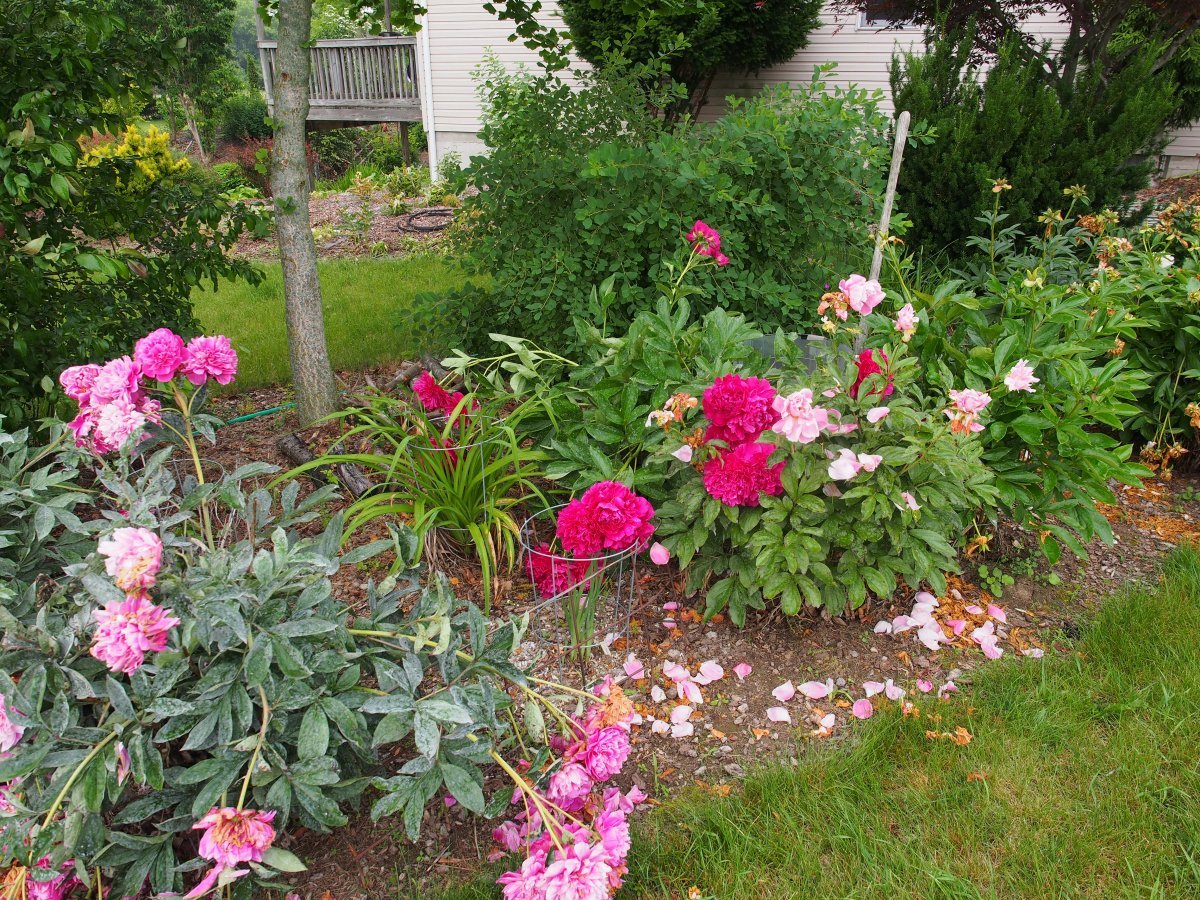 Пион Пол м Уайлд - фото 2