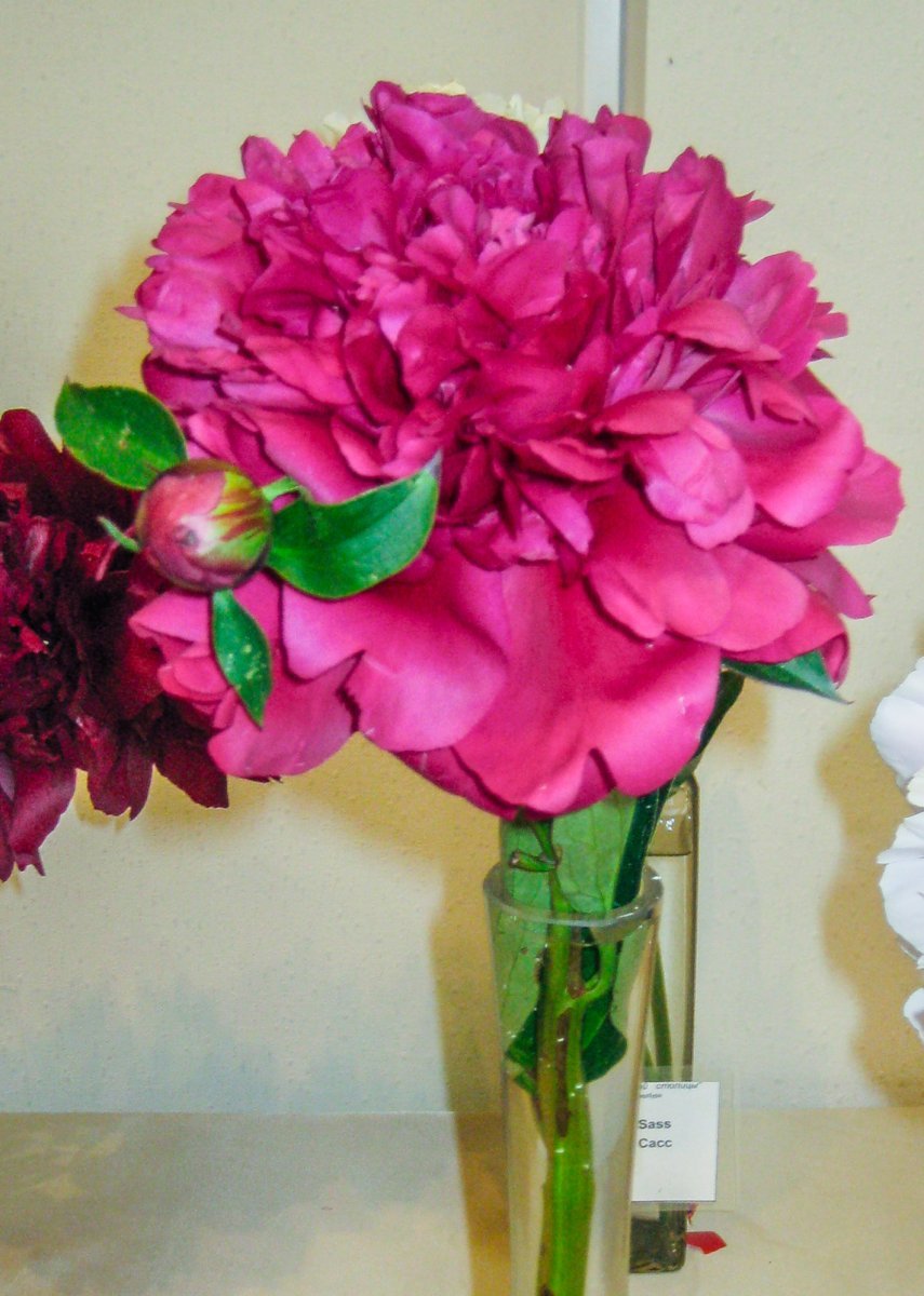 Пион Пол м Уайлд