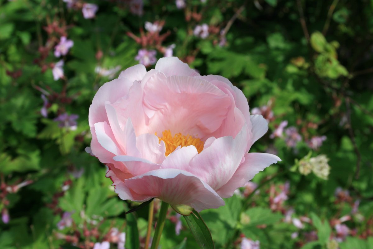 Пион Pink - фото 4