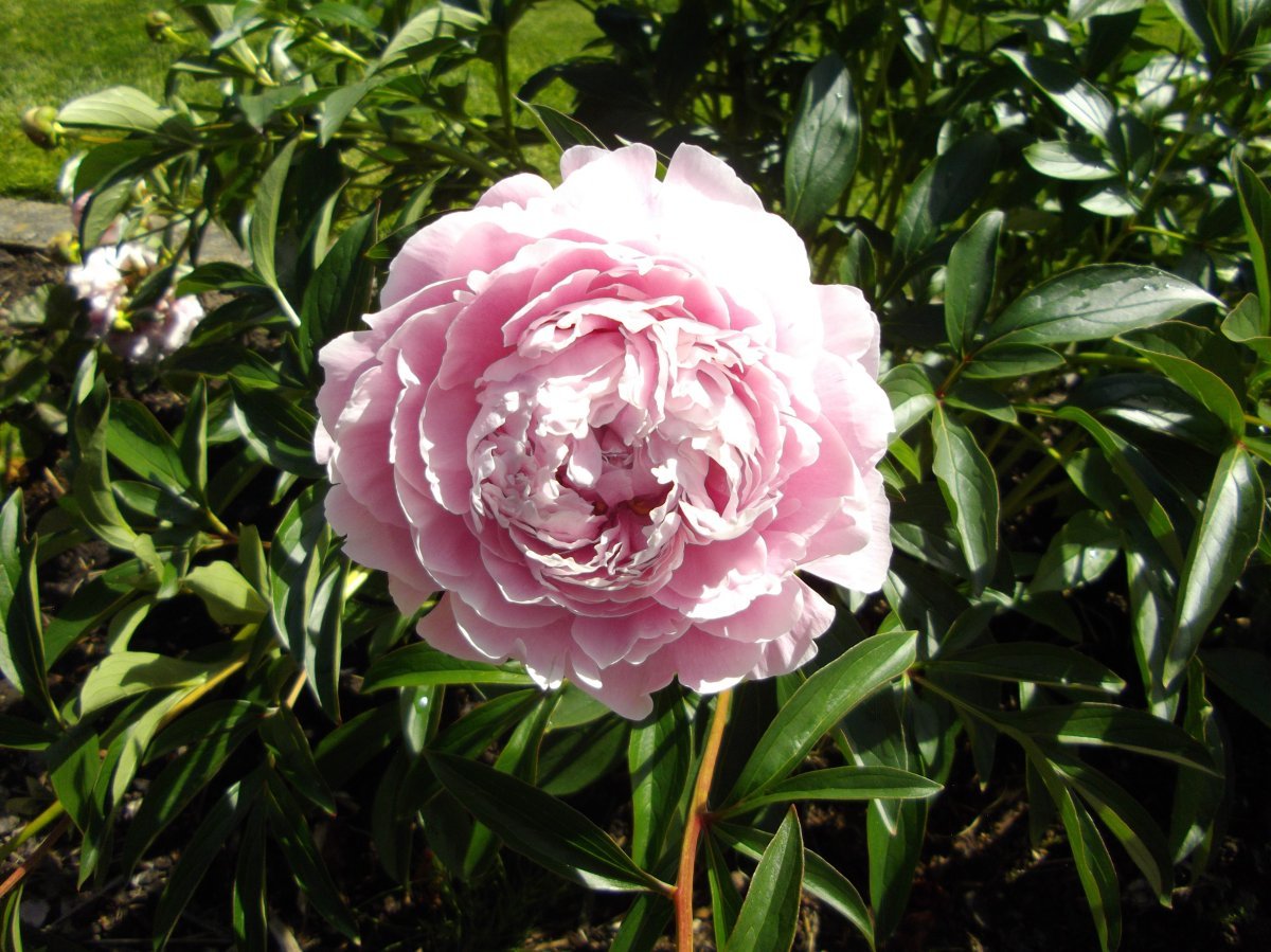 Пион Pink - фото 9