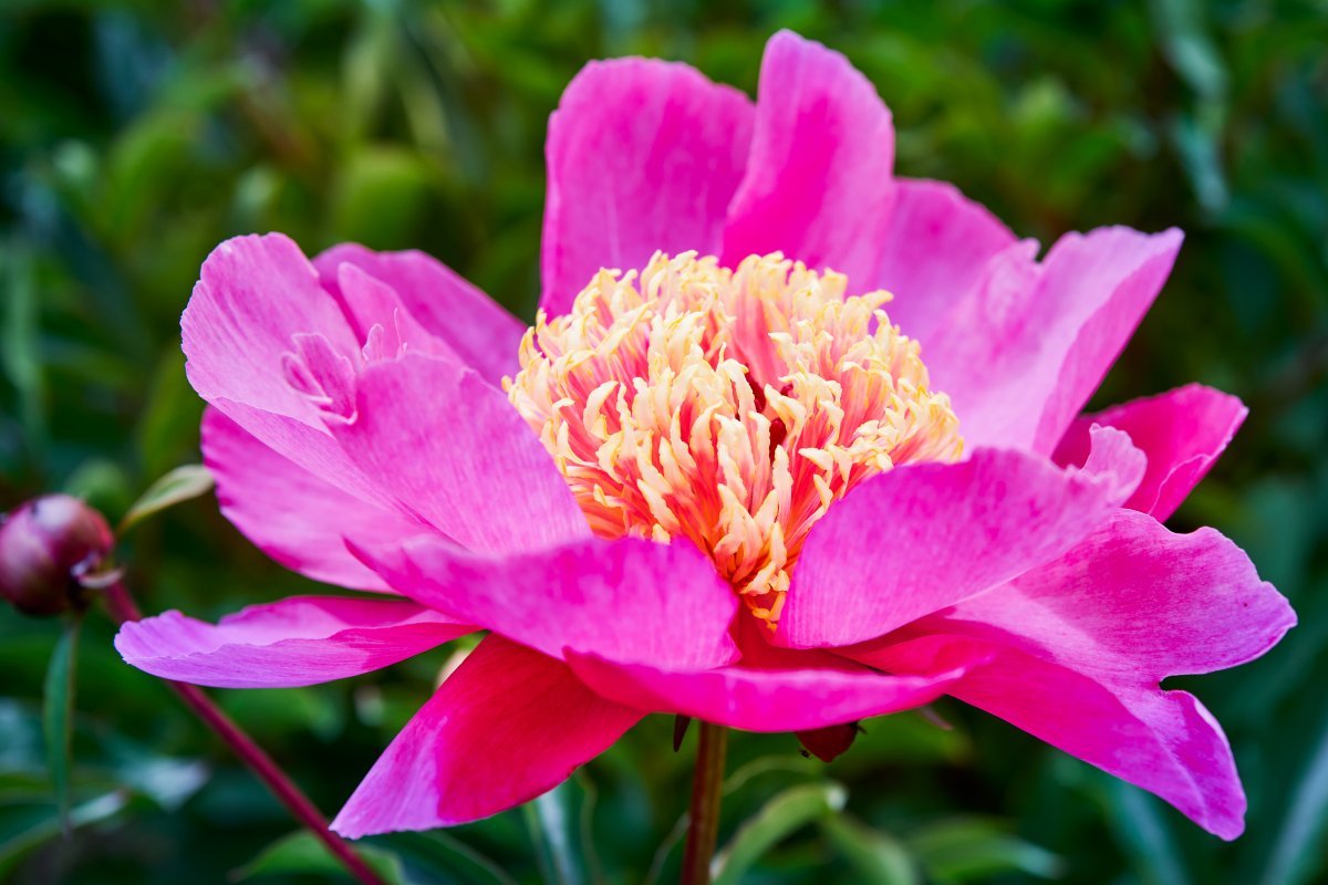 Пион Pink - фото 8