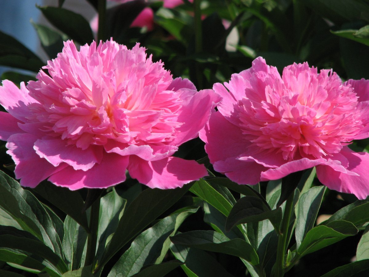 Пион Pink - фото 2