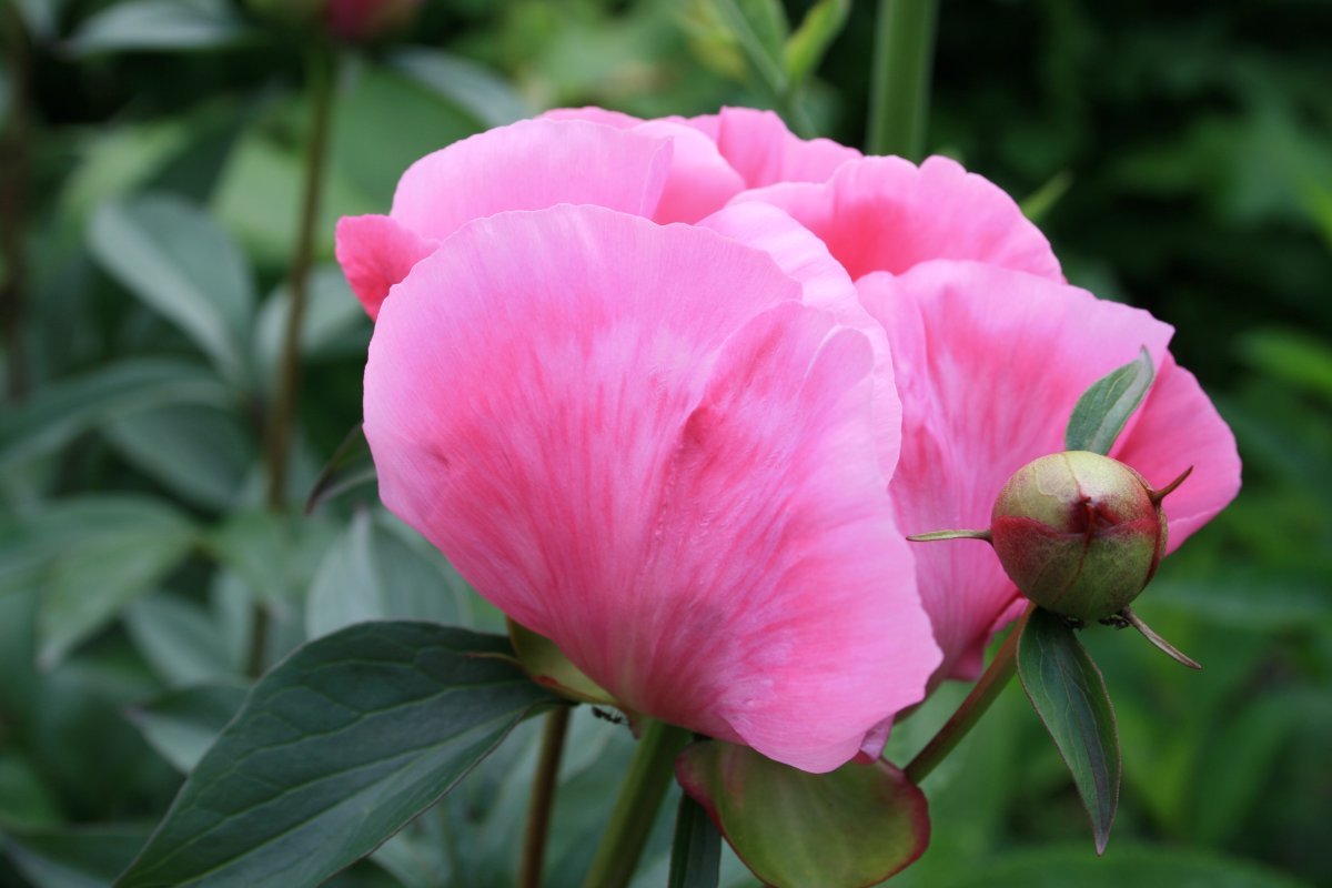 Пион Pink - фото 5