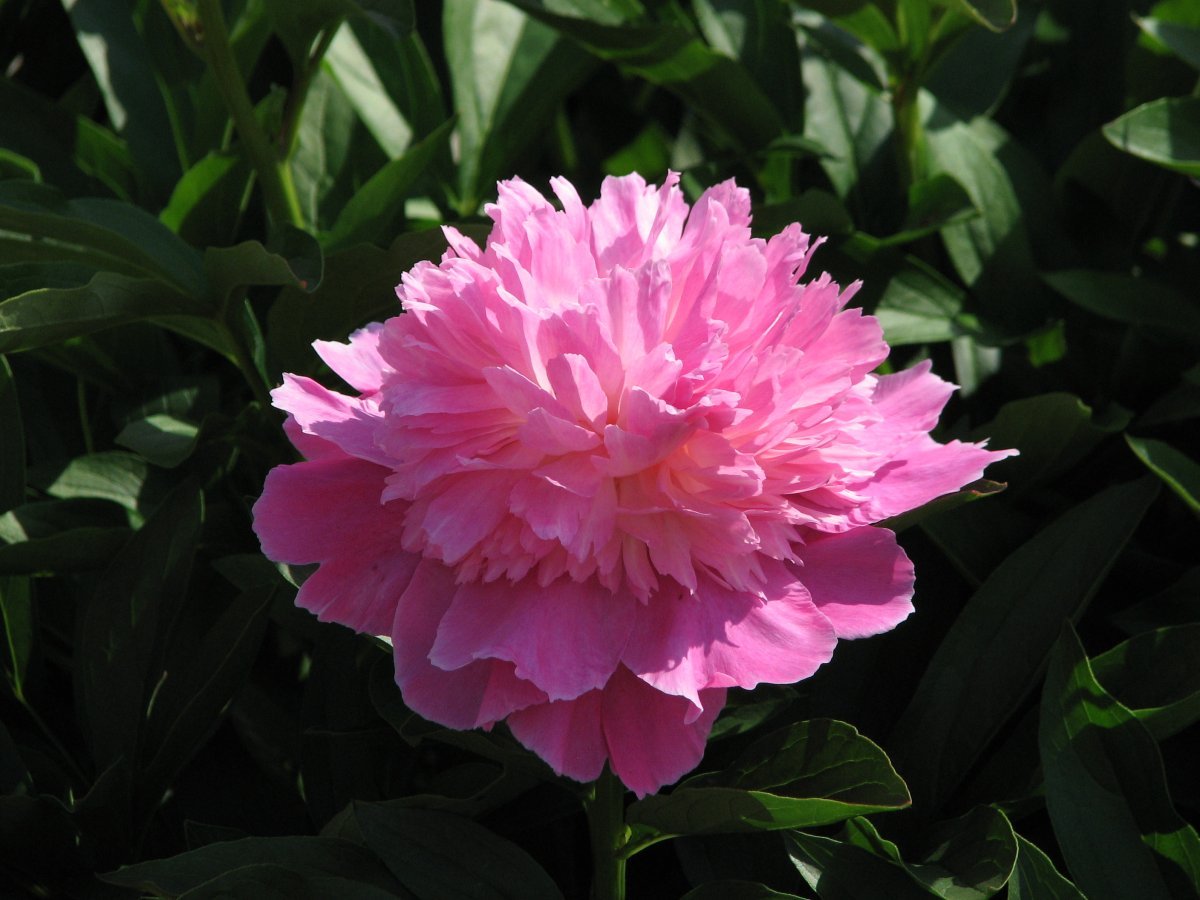 Пион Pink - фото 3