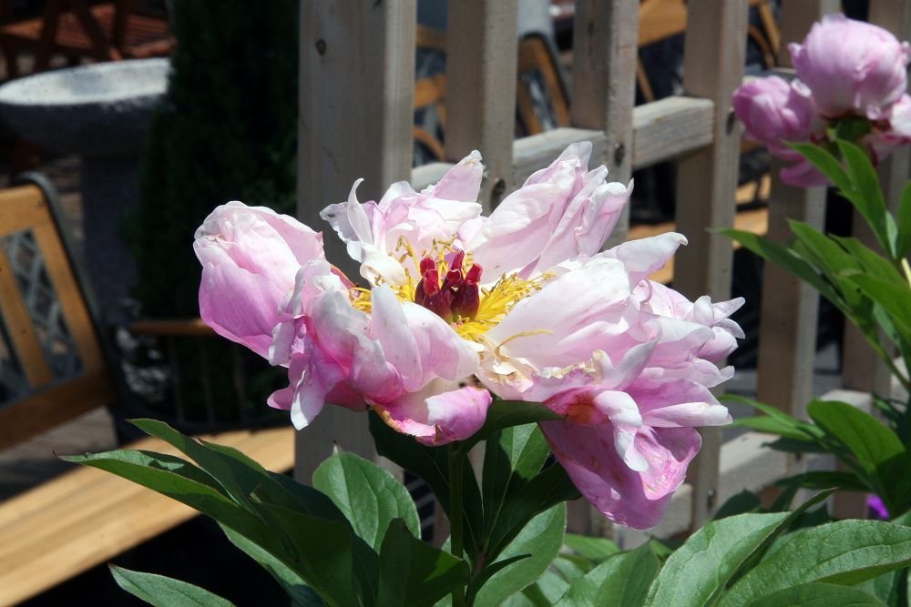 Пион Pink - фото 10