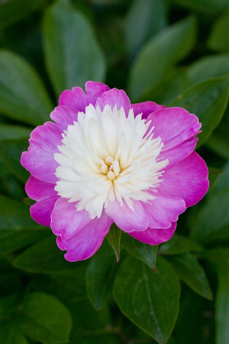 Пион Санта Фэ