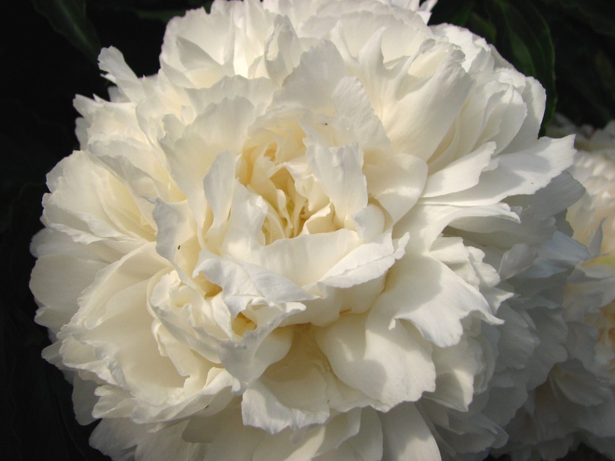 Пион Ширли Темпл - фото 3