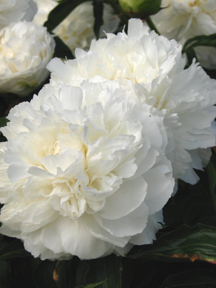 Пион Ширли Темпл - фото 4