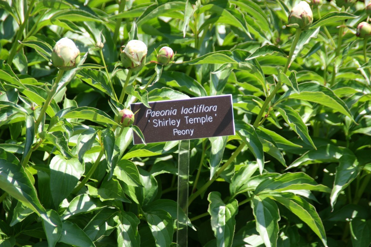 Пион Ширли Темпл - фото 6