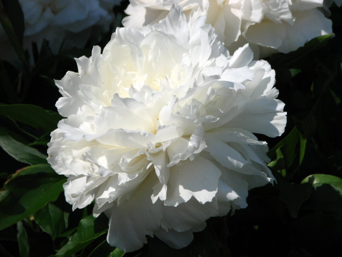 Пион Ширли Темпл