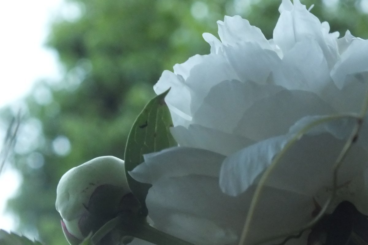 Пион White - фото 3