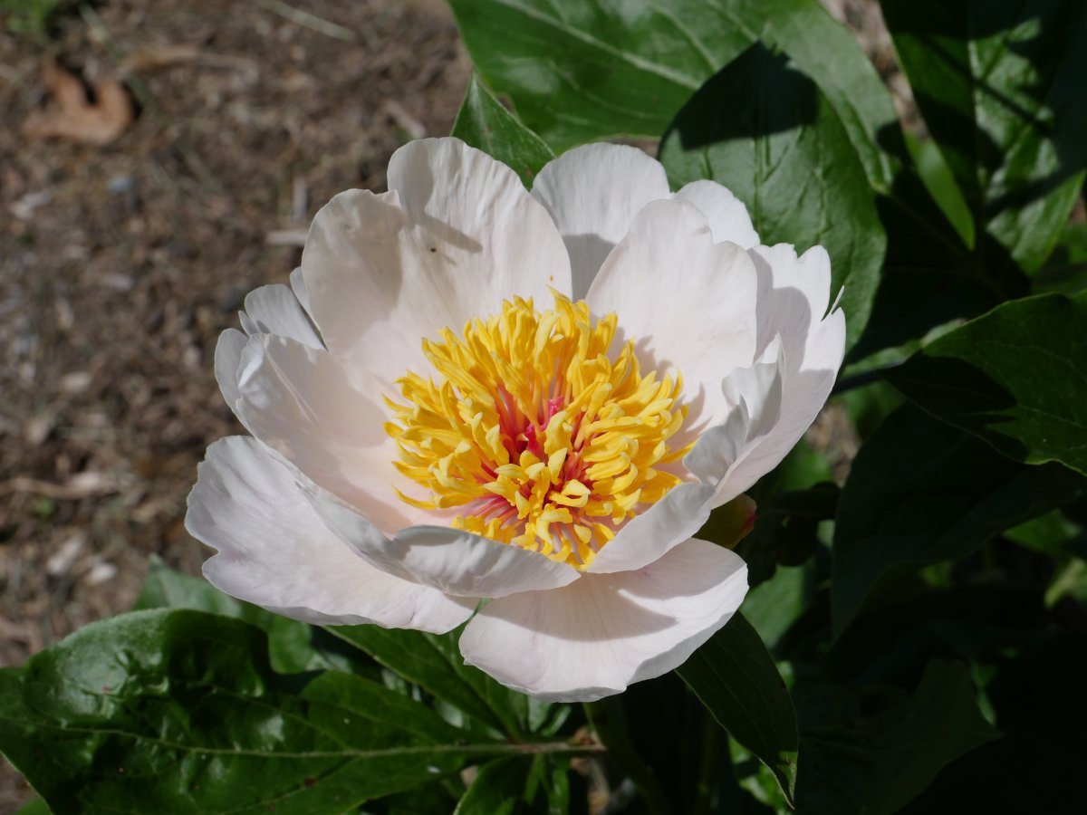 Пион White - фото 6