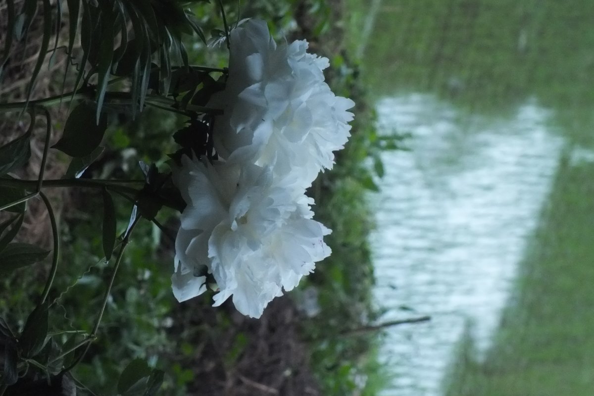 Пион White - фото 4