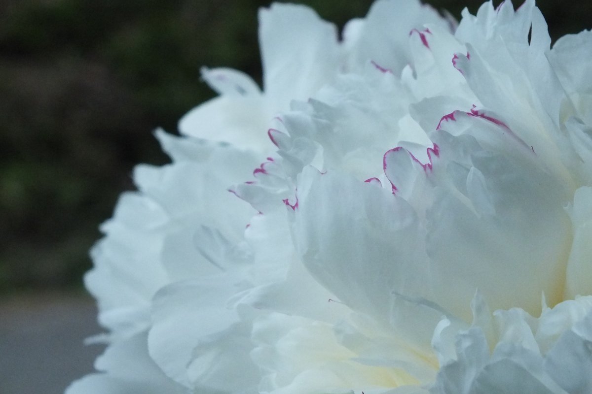 Пион White - фото 2