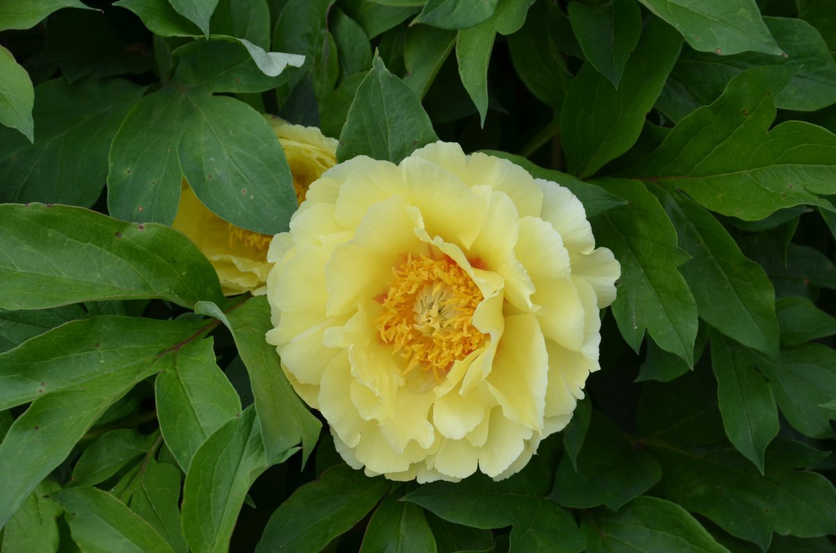 Пион Yellow - фото 2