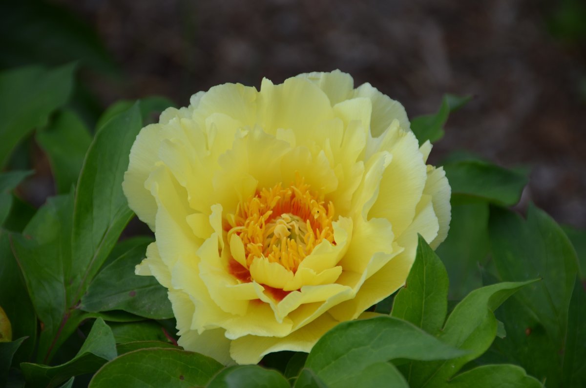 Пион Yellow - фото 3