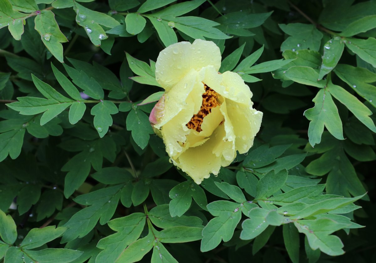 Пион Yellow - фото 4