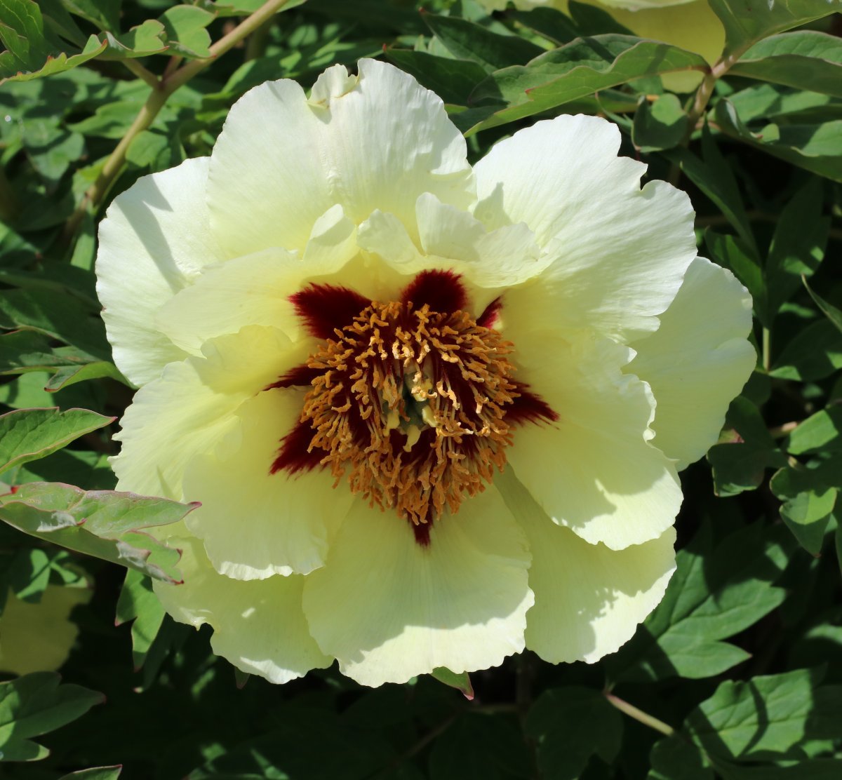 Пион Yellow - фото 9