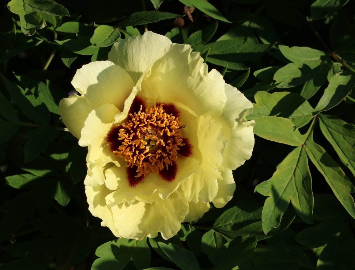 Пион Yellow - фото 7