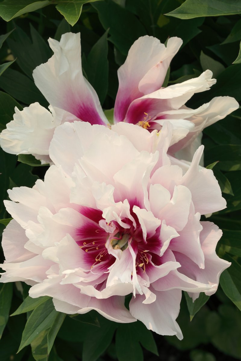 Пион Кора Луиза - фото 5