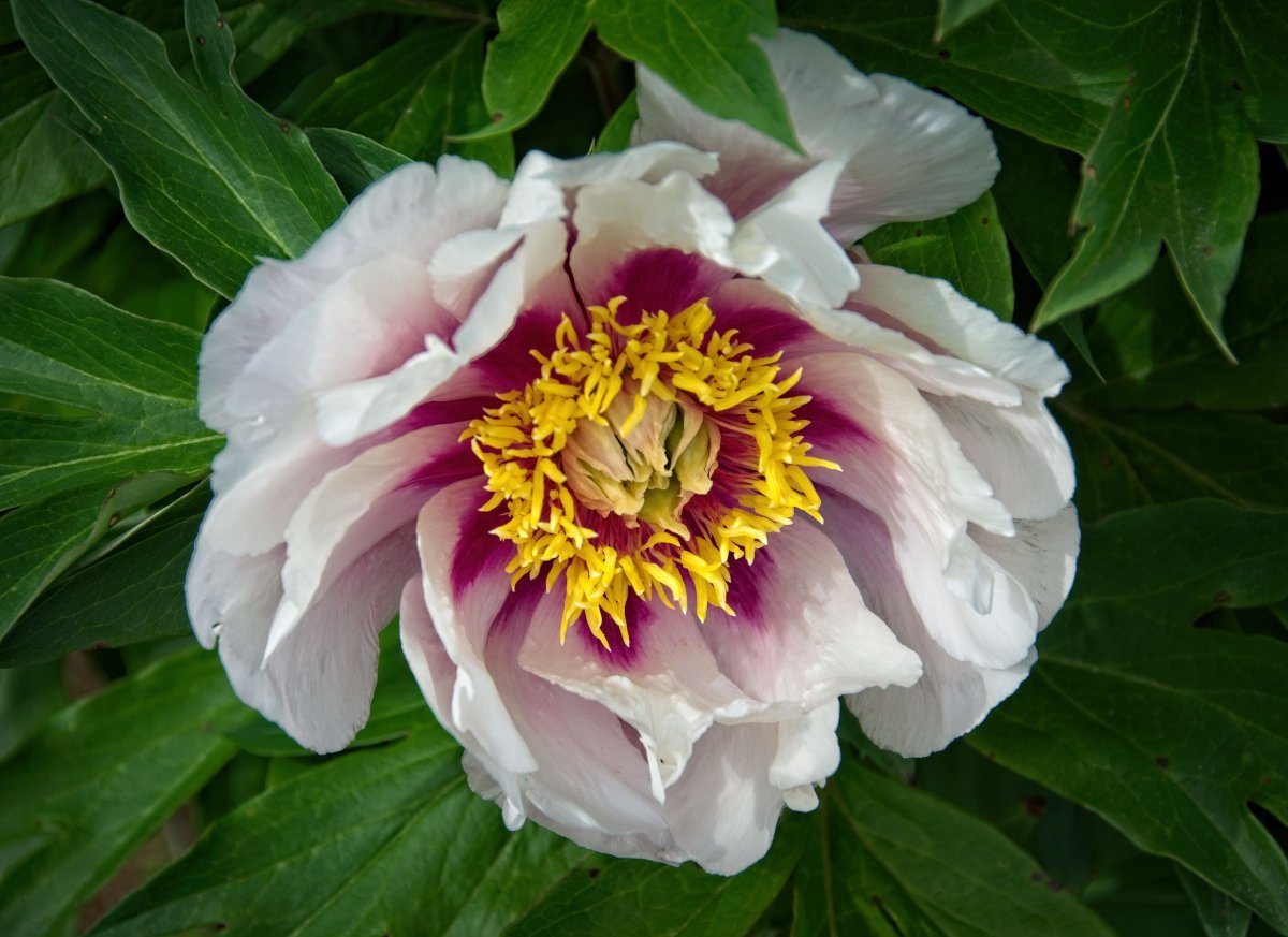 Пион Кора Луиза