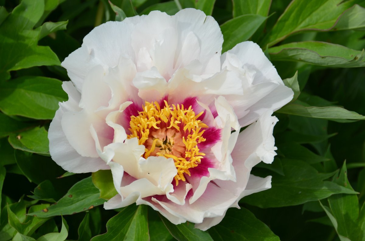 Пион Кора Луиза - фото 2